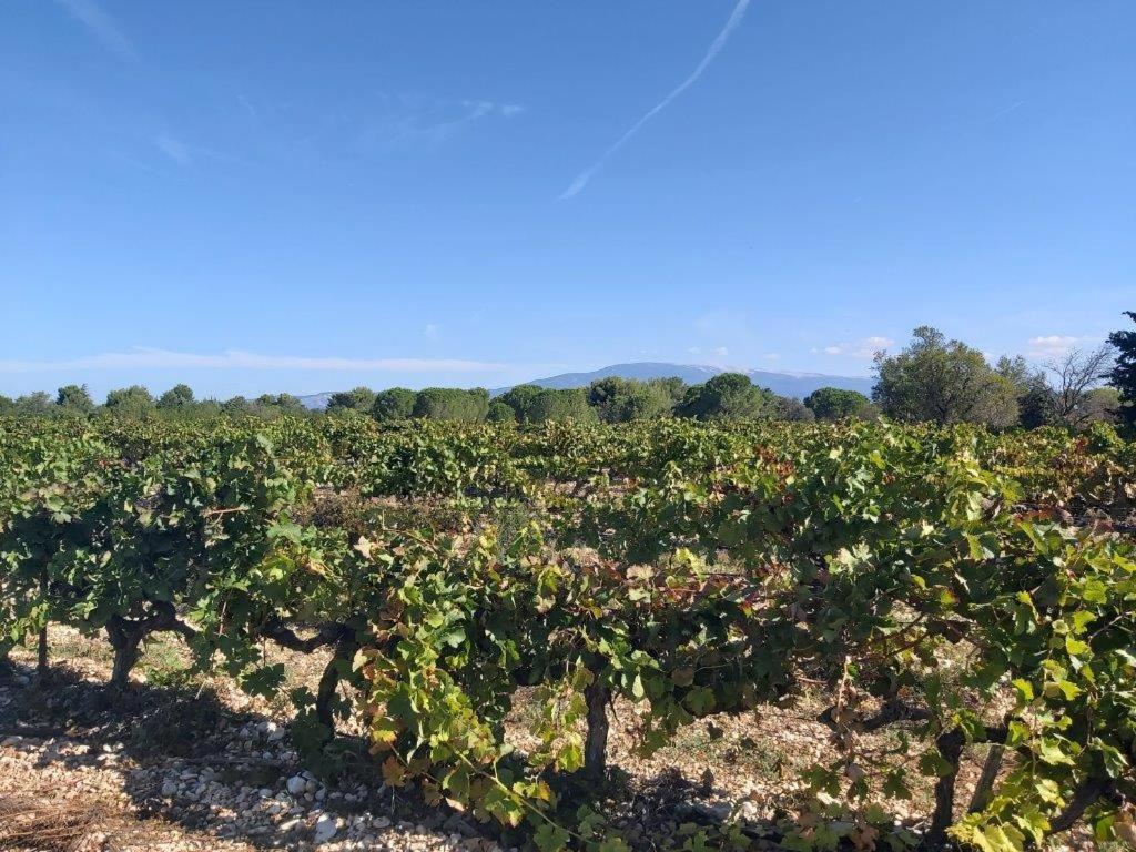 Gite Dans Les Pins Avec Piscine Βίλα Mazan Εξωτερικό φωτογραφία