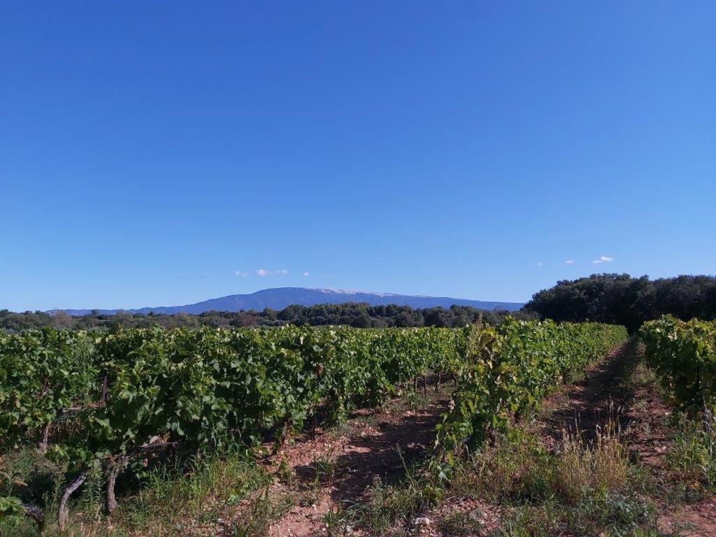 Gite Dans Les Pins Avec Piscine Βίλα Mazan Εξωτερικό φωτογραφία